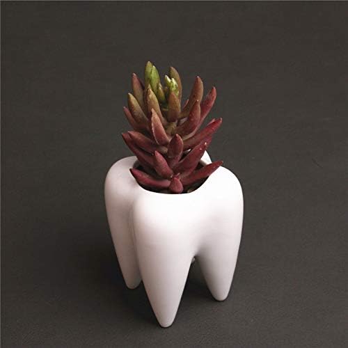 Cuteforyou Cartoon Animal Shaped Succulent Pots